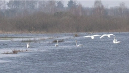 На підтоплених угіддях у Любешівській громаді оселилися лебеді і чаплі (фото)