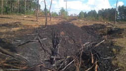 Буде забудова: на Волині незаконно зрубали майже 700 дерев (фото)
