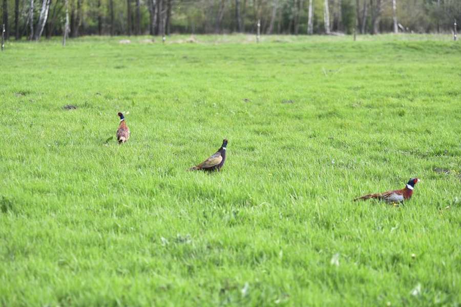 Волинські лісівники випустили на волю майже 200 фазанів (фото, відео)
