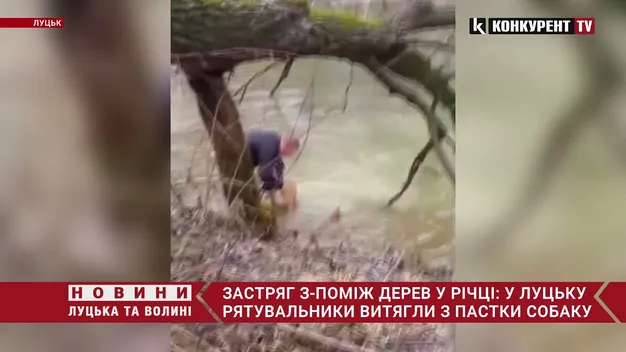 У Луцьку рятувальники визволили собаку, який застряг у гіллі в Стирі (відео)