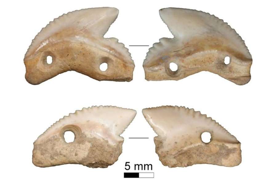 В Індонезії знайшли два зуби акули віком 7 тисяч років