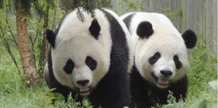 «Панда-дипломатія»: зоопарк у Вашингтоні отримає двох нових ведмедів з Китаю (відео)