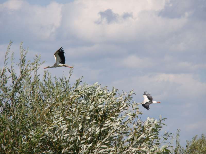 Волинський нацпарк покидають рідкісні птахи: у чому справа (фото)