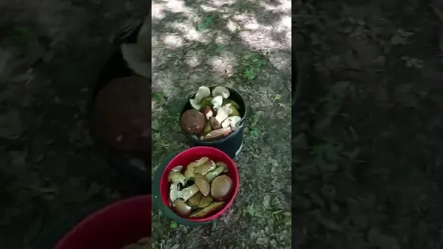 Два відра за дві години: де на Волині збирають білі гриби (фото, відео)