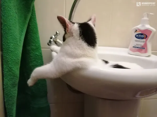 Затишок у домі чи коти
