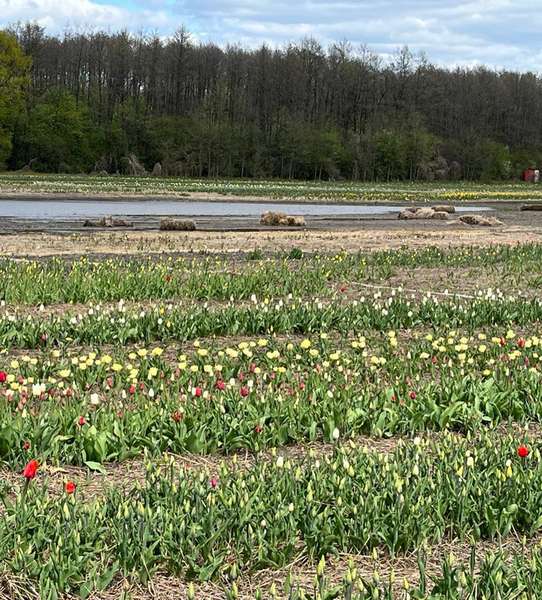 Більша частина квітів вціліла: Волинська Голландія відкриється попри підтоплення (фото)