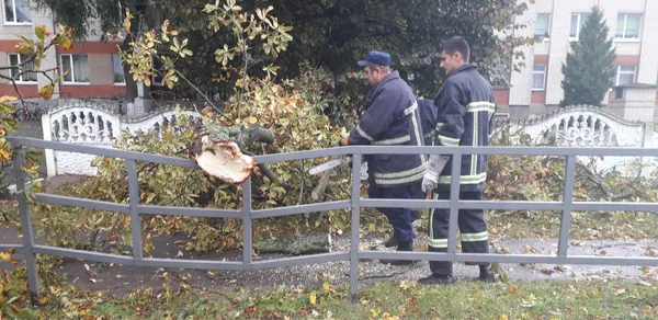 На Волині негода повалила дерева і залишила людей без світла