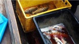 На Волині незаконно виловили понад пів тонни риби (фото)