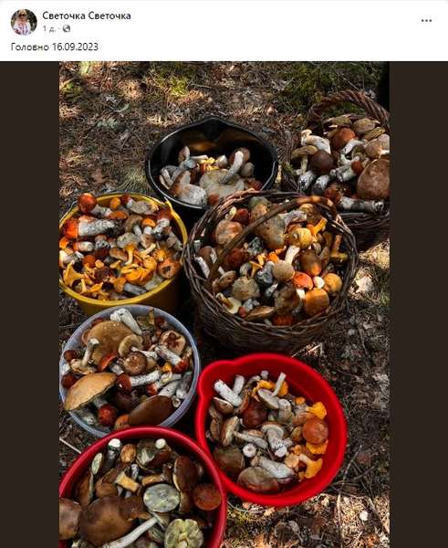 Де на Волині можна назбирати повні відра грибів (фото)