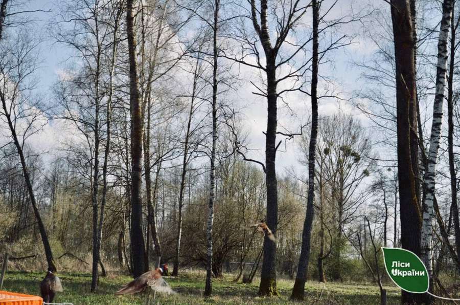 Пернате поповнення: 280 румунських фазанів випустили на волю у волинські ліси (фото)