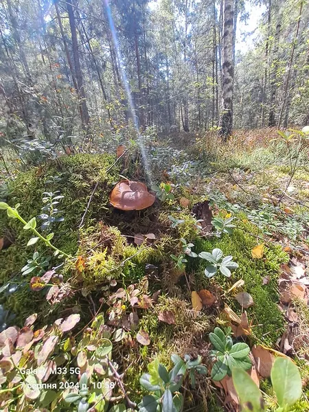 Полізли польські: волинянка поділилась грибним «уловом» (фото)