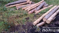 Волинянину загрожує позбавлення волі за незаконну вирубку лісу (фото)