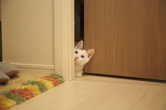 Чому коти не люблять зачинені двері: три неочікувані причини
