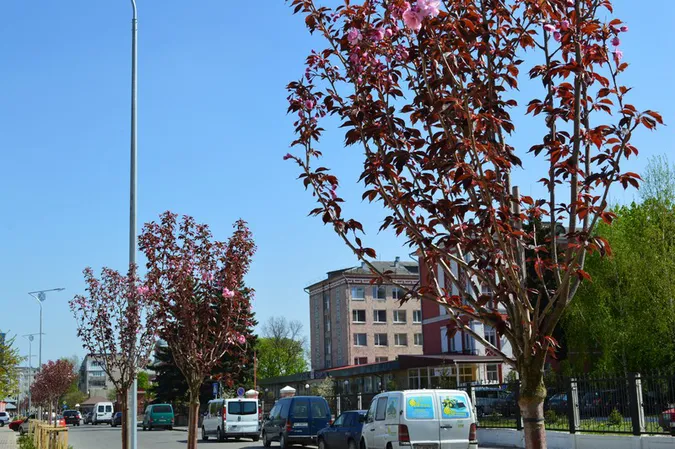 У Ковелі квітне алея сакур