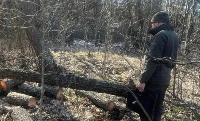 На Волині «чорні лісоруби» нарубали дерев майже на 100 тисяч
