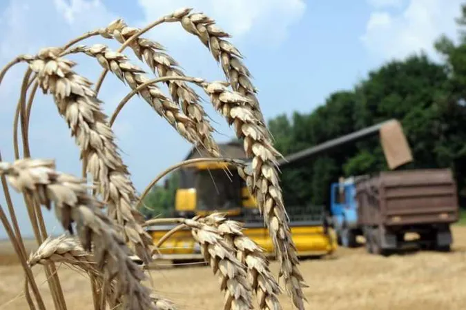 Постала нова проблема: чи буде хліб?