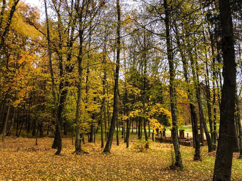 Показали чарівну осінь у Воротнівському лісництві (фото)