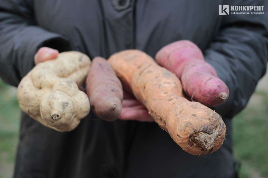 Не картоплею єдиною: лучанка на городі вирощує екзотичний батат (фото)