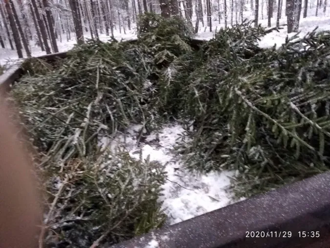 На Волині лісівники зловили першого «новорічного» порушника (фото)