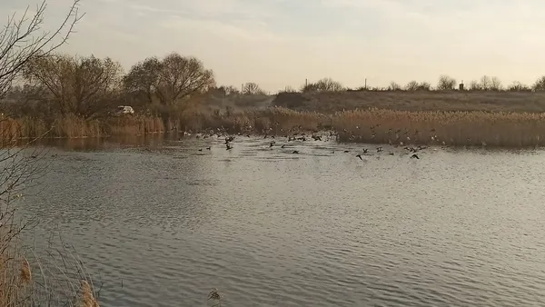 Неподалік Волині є загадкове озеро, де мешкають русалки