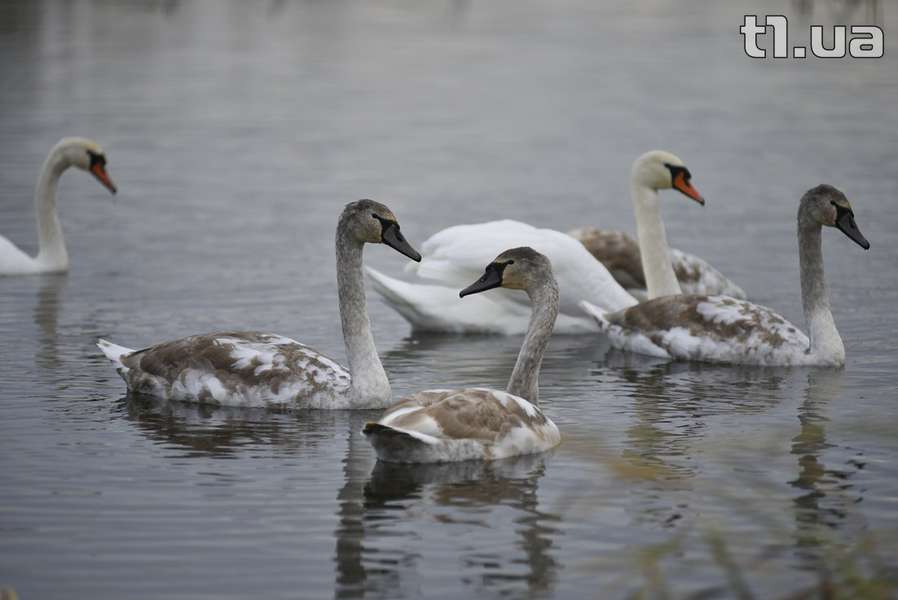 У Луцьку буде зимувати молода сім'я лебедів (фото)