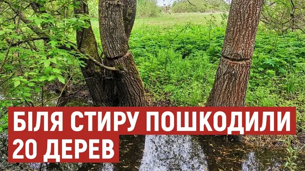 У Луцьку невідомі надрубали 20 дерев біля Стиру