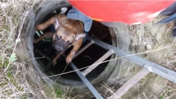 Волинські рятувальники знищили гнізда шершнів та врятували пса (фото)