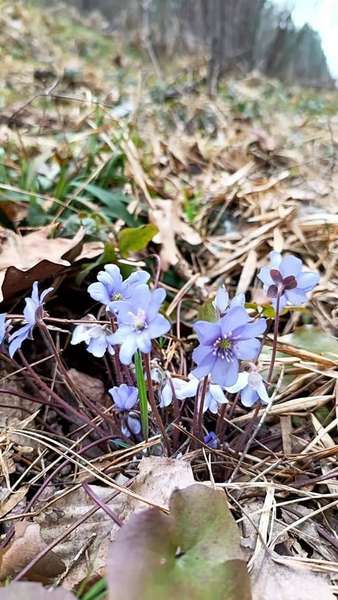 Їжачки, грибочки та квіти: якою є весна у нацпарку на Волині (фото)