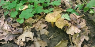 У Луцькому районі збирають гриби-синяки (фото)