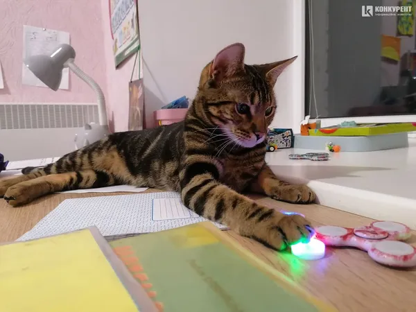 Затишок у домі чи коти