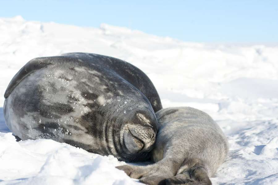 Українські полярники показали, яких тварин в Антарктиді найбільше