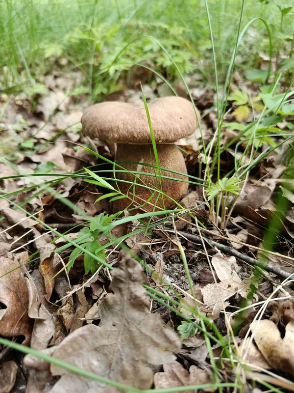 Де біля Луцька виросло чимало білих грибочків (фото)