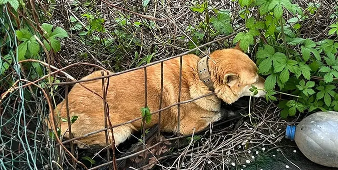 Застряг в огорожі: волинські надзвичайники врятували з пастки собаку (фото)
