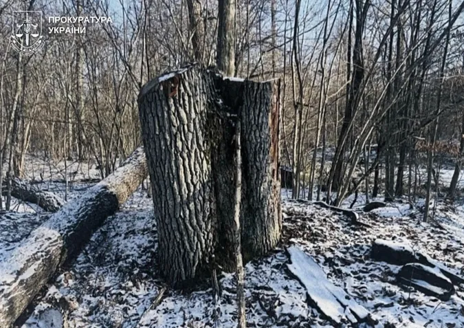 На Волині майстер лісу організував масштабну незаконну рубку