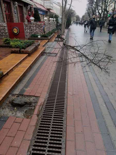 У центрі Луцька в пішохідній зоні впало дерево (фото)