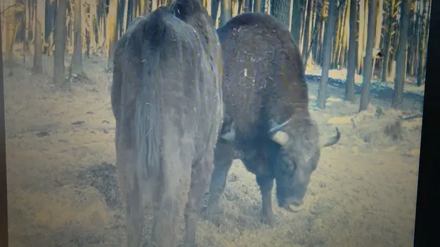 Зубреня, олені, рідкісні журавлі: волинські лісівники показали своїх підопічних (фото, відео)