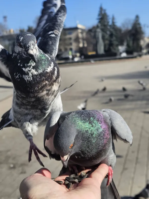 Пригріває сонце і цвітуть бруньки: мережу замилували фото весняного Луцька (фото)