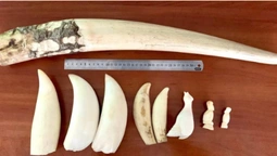 У Києві в міжнародних посилках виявили бивень моржа і зуби кашалотів (фото)