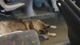 У Луцьку сумний собака «катається» автобусом (відео)