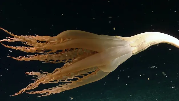 «Ми такого не очікували»: у Тихому океані вчені помітили дивну морську істоту (відео)
