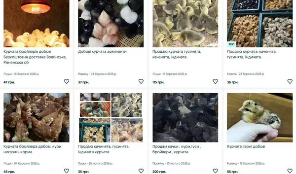 Курчата, качки, гуси, індики: скільки коштує домашня птиця на Волині