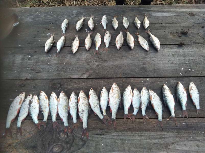 На Волині браконьєри сітками ловили рибу в заказнику (фото)
