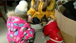 Шукають житло та дають корм: у Луцьку працює центр допомоги переселенцям з тваринами (відео)