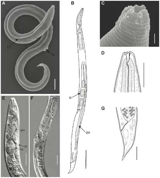 Науковці реанімували черв’яків, які були заморожені 46 тисяч років
