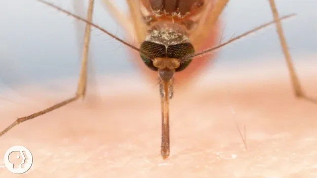 Кровопивці: вчені показали детальне відео укусу комаря