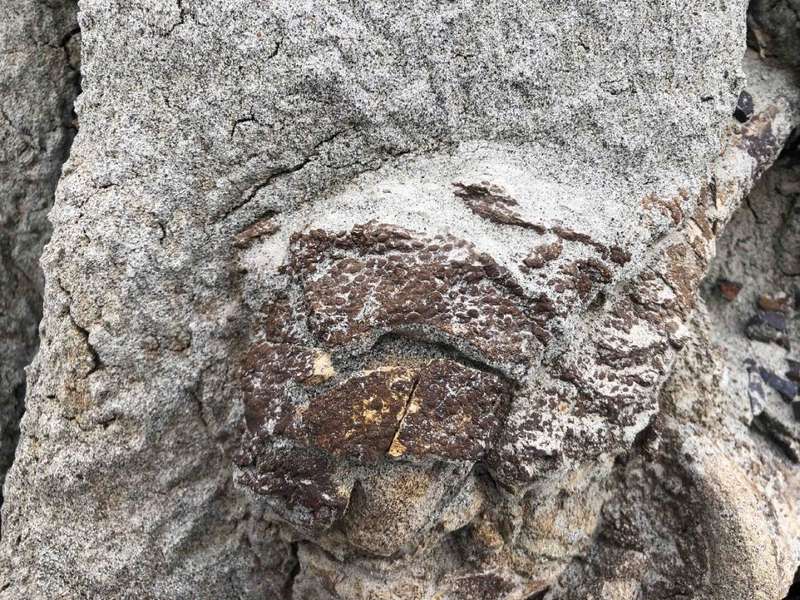 Неймовірна рідкість: у Канаді знайшли повний скелет динозавра, вкритий шкірою