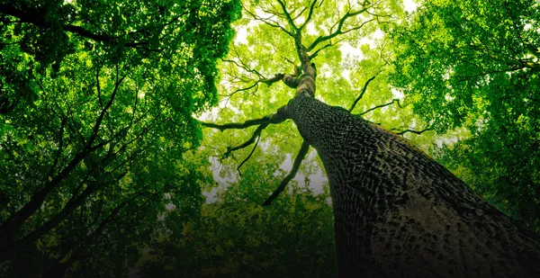 Чому люди, які живуть біля лісу, хворіють рідше