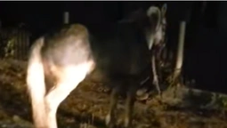 На Волині поліцейське авто врізалось у підводу – постраждав кінь (відео)