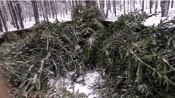 На Волині лісівники зловили першого «новорічного» порушника (фото)