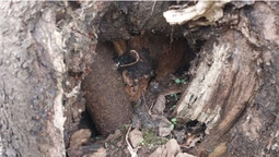Снаряд у дереві: в Ковелі знайшли вибухонебезпечний предмет (фото)